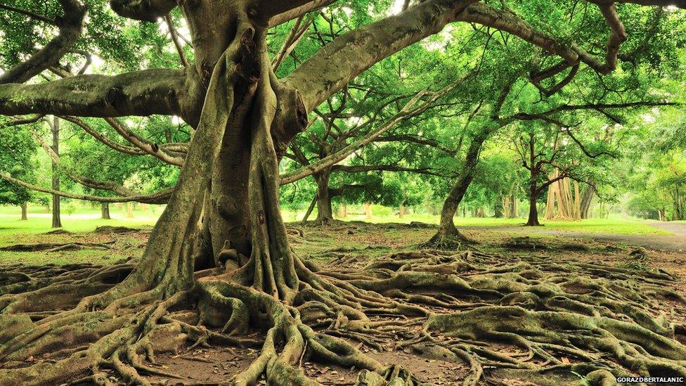 Tree with large roots