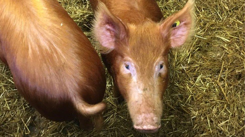 Pigs at Gorgie Farm