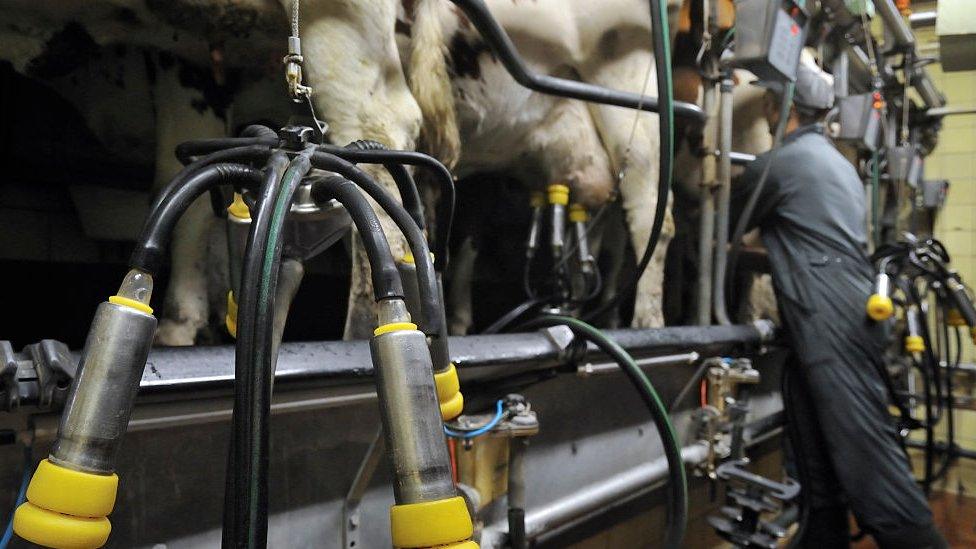 Cows being milked