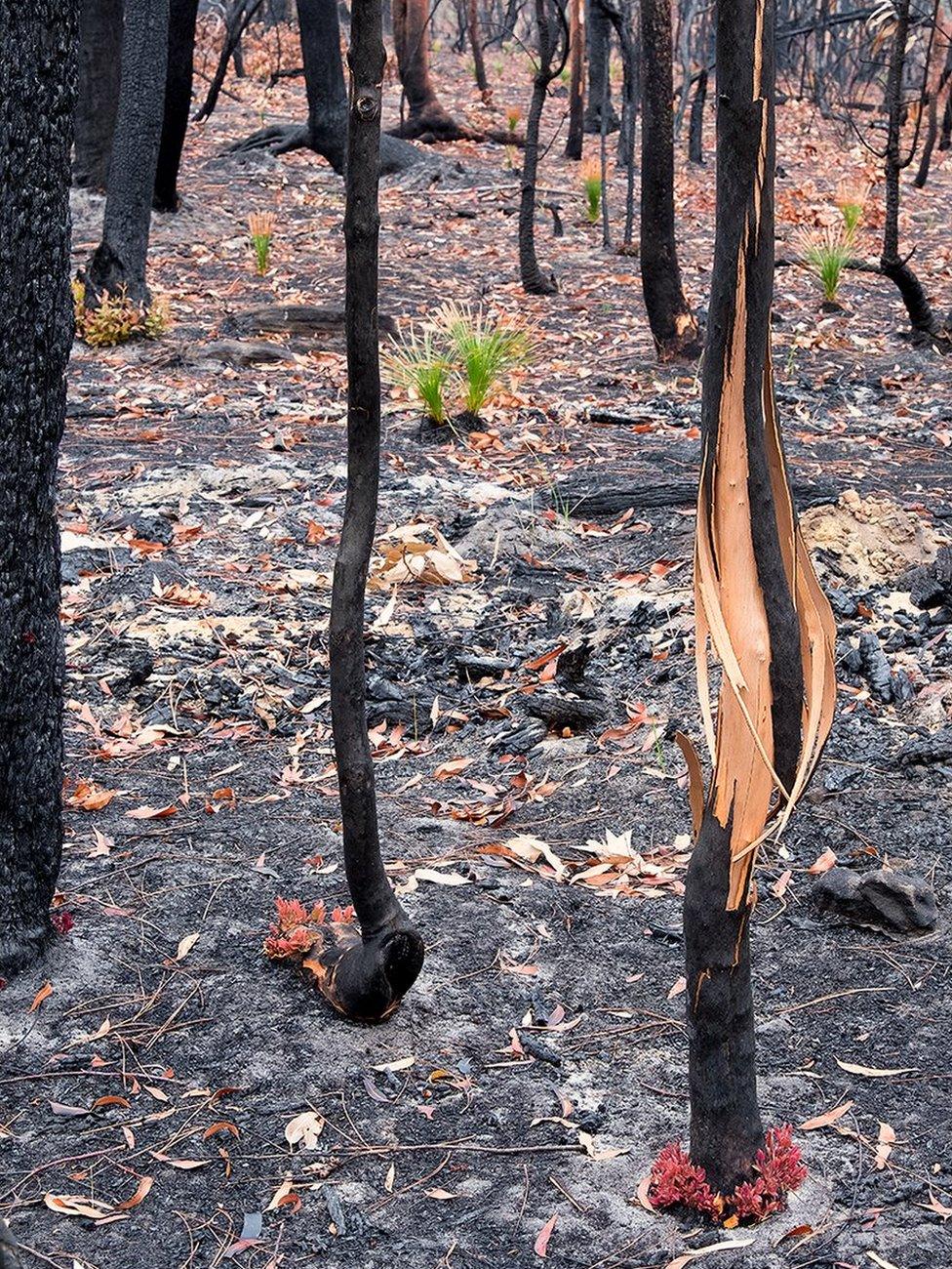 Some species have buds deeply buried in bark, insulating them from intense heat