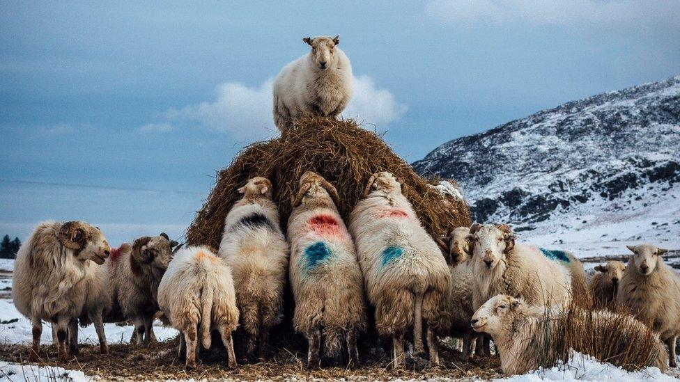 A flock at feeding time on Tryfan in Snowdonia