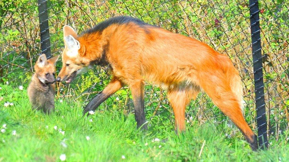 fox-belfast-zoo.