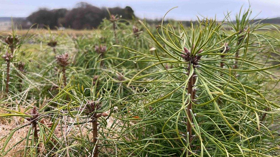 Caledonian pine saplings