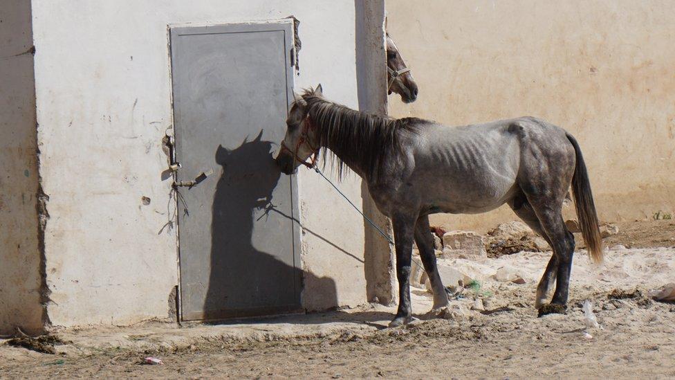 Skinny horse at Petra