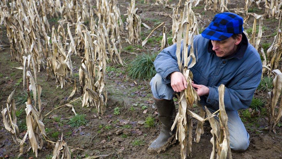 Farmer checking failed harvest