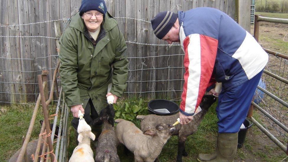 Julie Steele's parents helping to feed the lambs