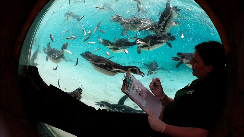 A zoo worker sits by a tank and counts Humboldt penguins