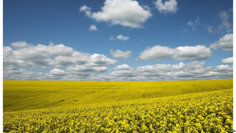 Bumblebees are known to forage on crops such as oilseed rape