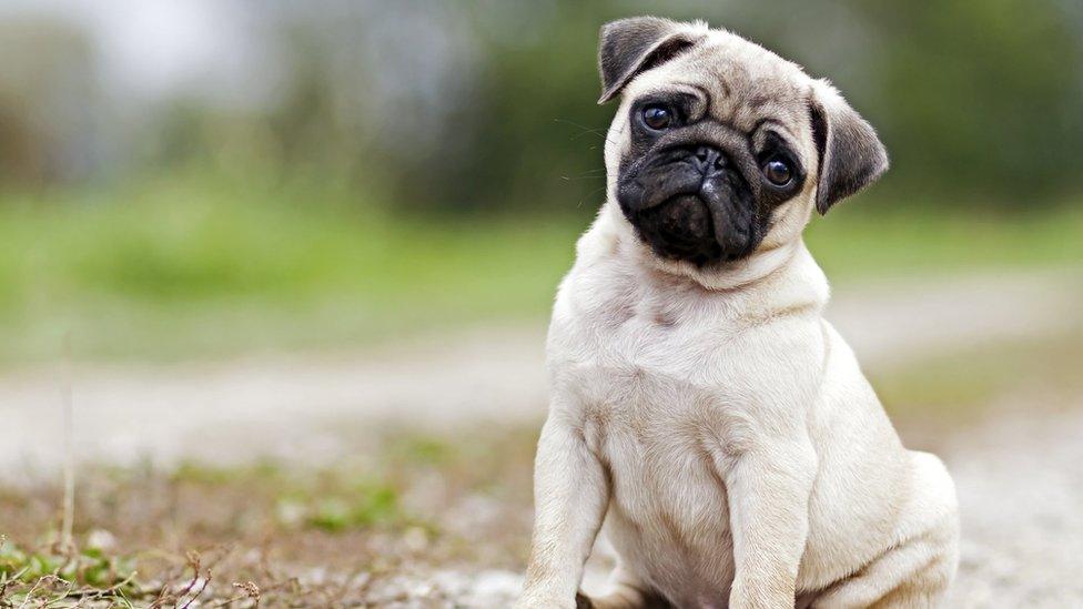 quizzical pug