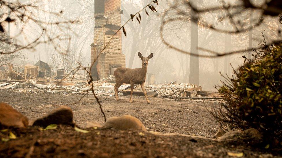 A deer walks through scorched remains in Paradise