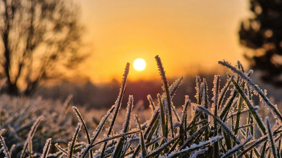 frost on lavender flowers at sunrise