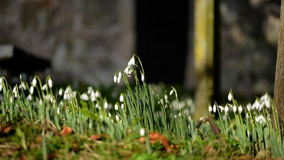 Snowdrops in the morning sun near Blandford