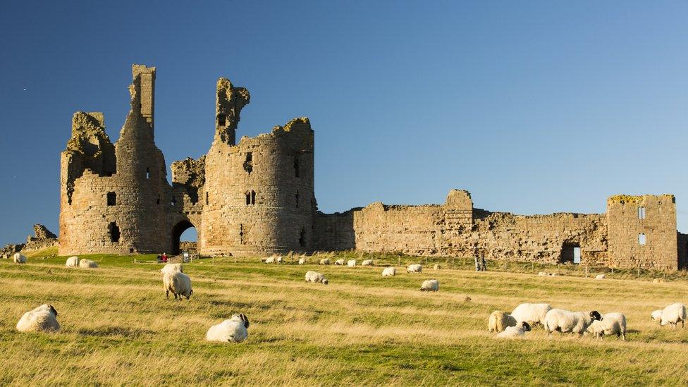 Sheep in a field in front of the ruins of a castle