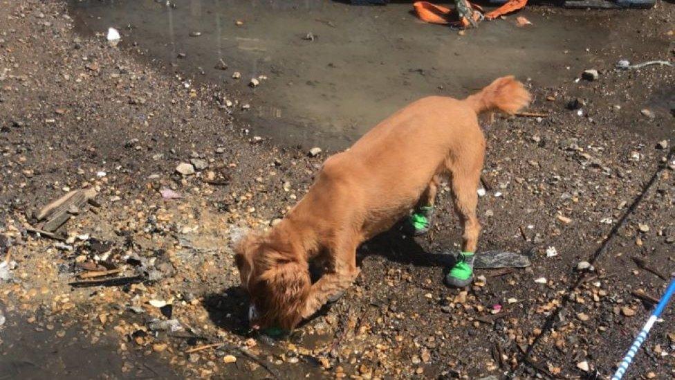 Fizz in light green foot coverings at the scene of a fire.