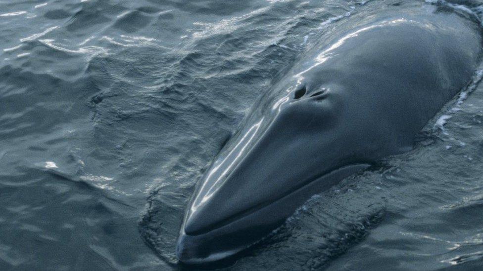 Minke whale