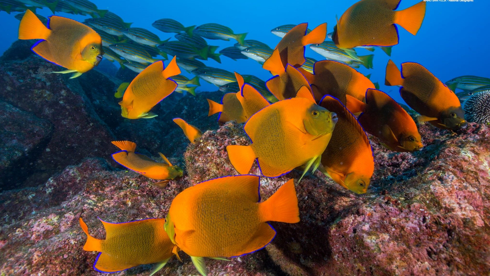 reef fish