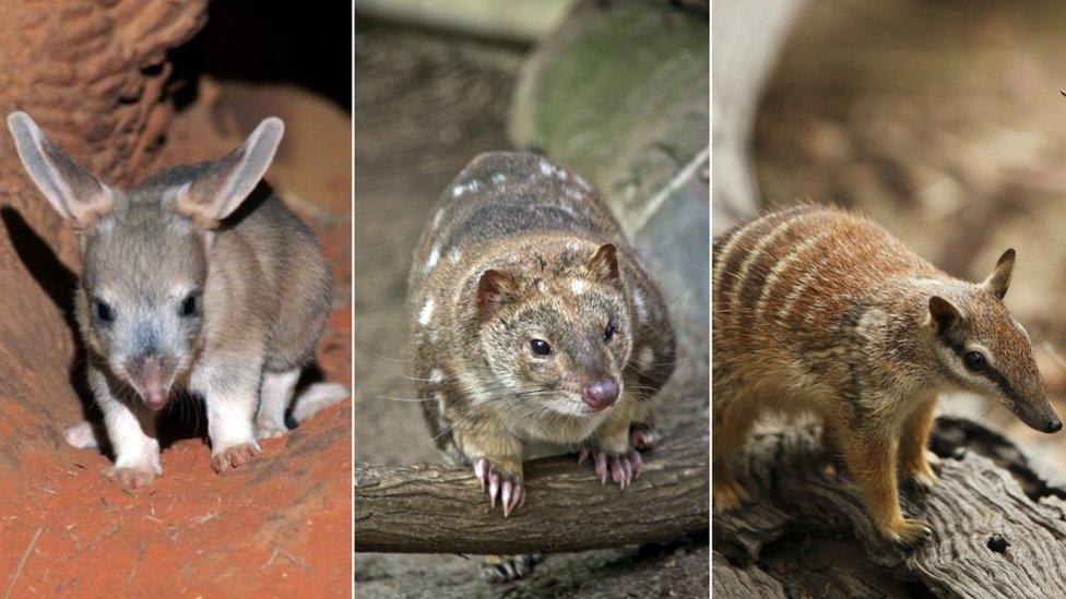 Composite image of animals including bilby, numbat, and spotted quoll,