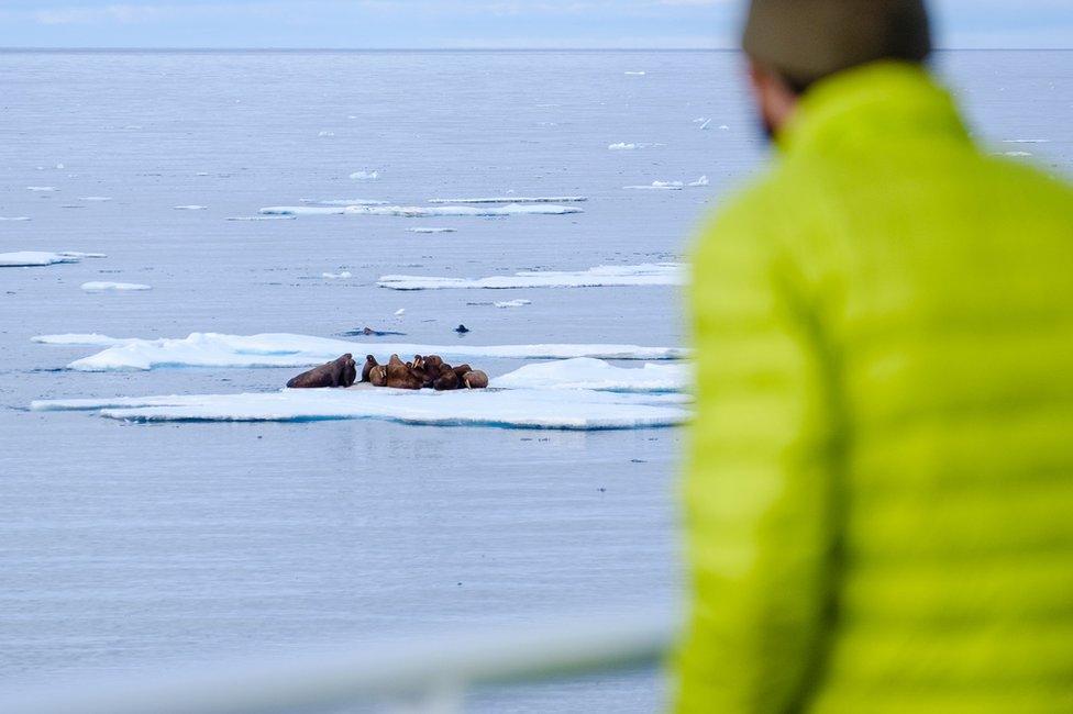 a researcher looks out at walruses from the side of the boat