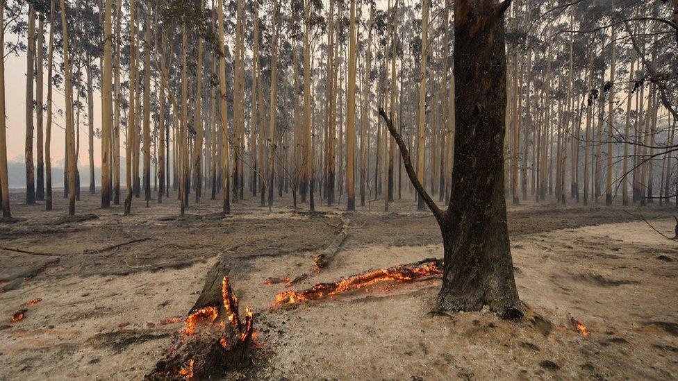 Damage from a fire near Waroona in Western Australia (08 January 2016)