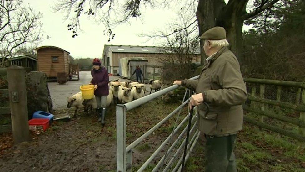 Kathryn Turnock with her flock