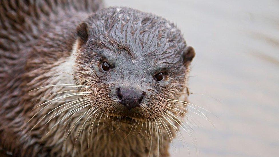 Otter