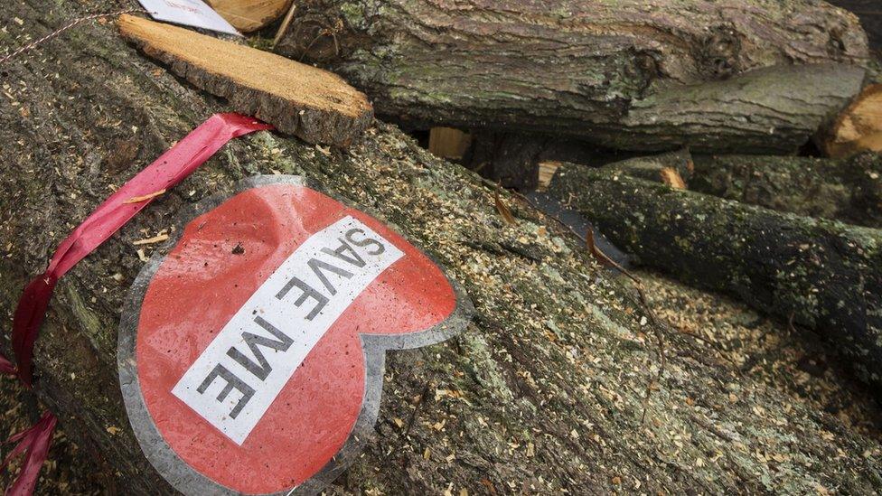 A sign on tree cut down by contractors in Rustlings Road, Sheffield