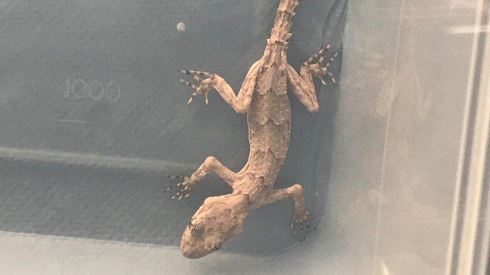 Gecko