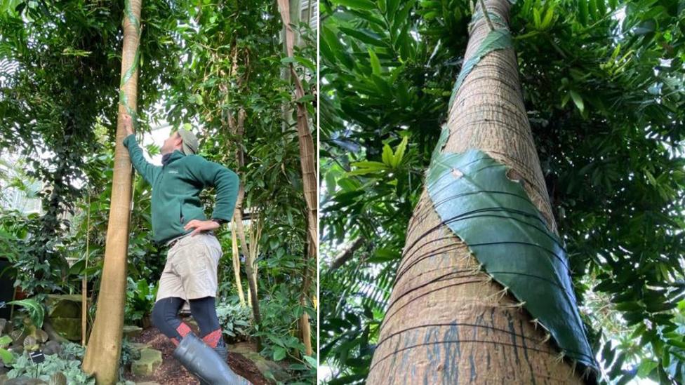 Cactus plant up a host tree