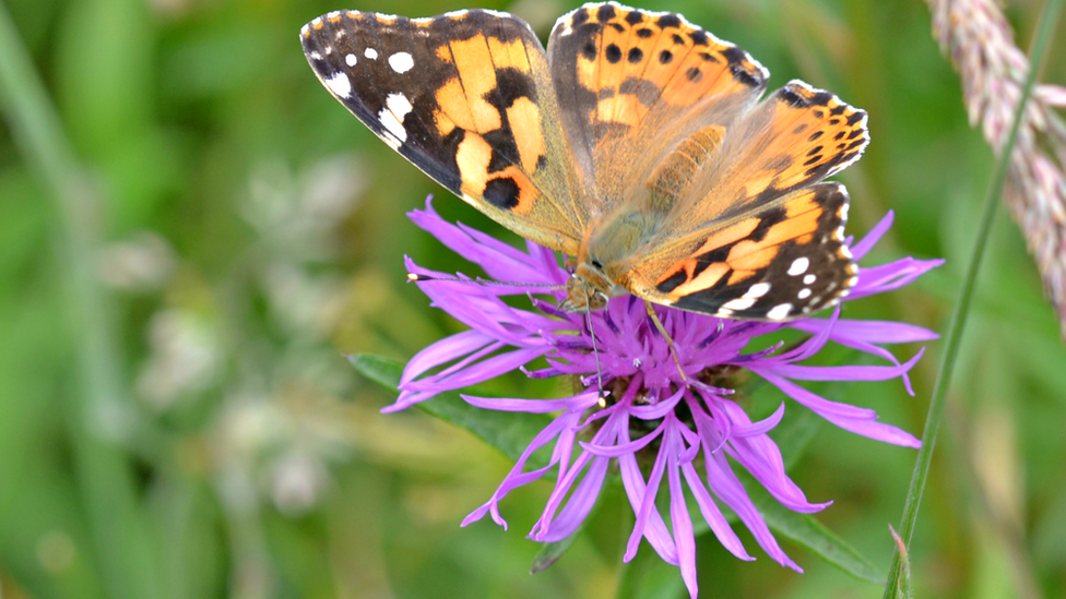 Painted lady butterfly