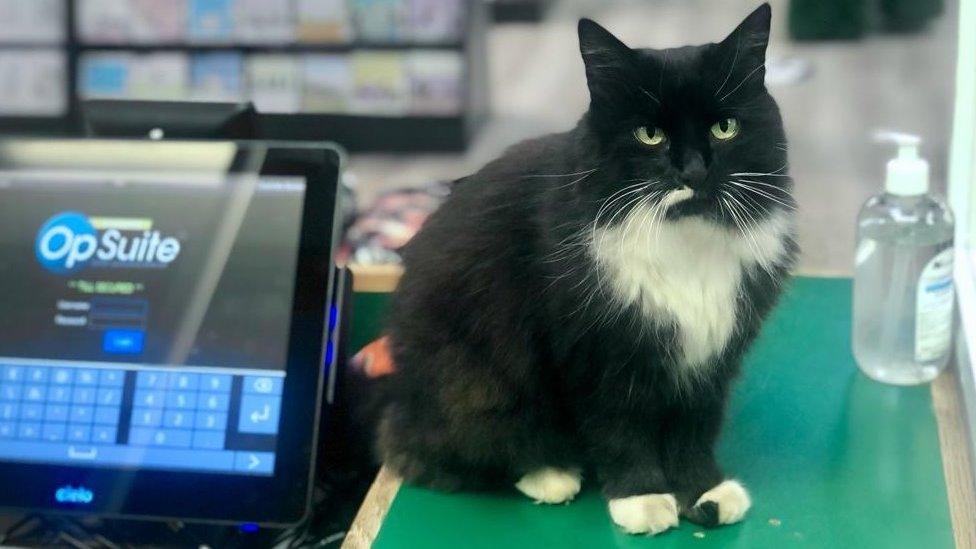 Cat at a checkout till