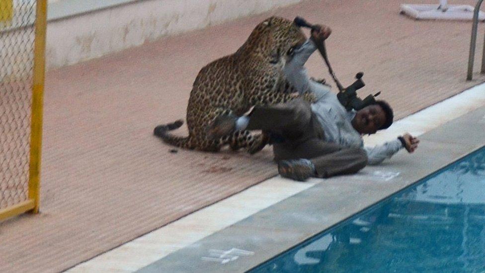 The leopard during the earlier attack