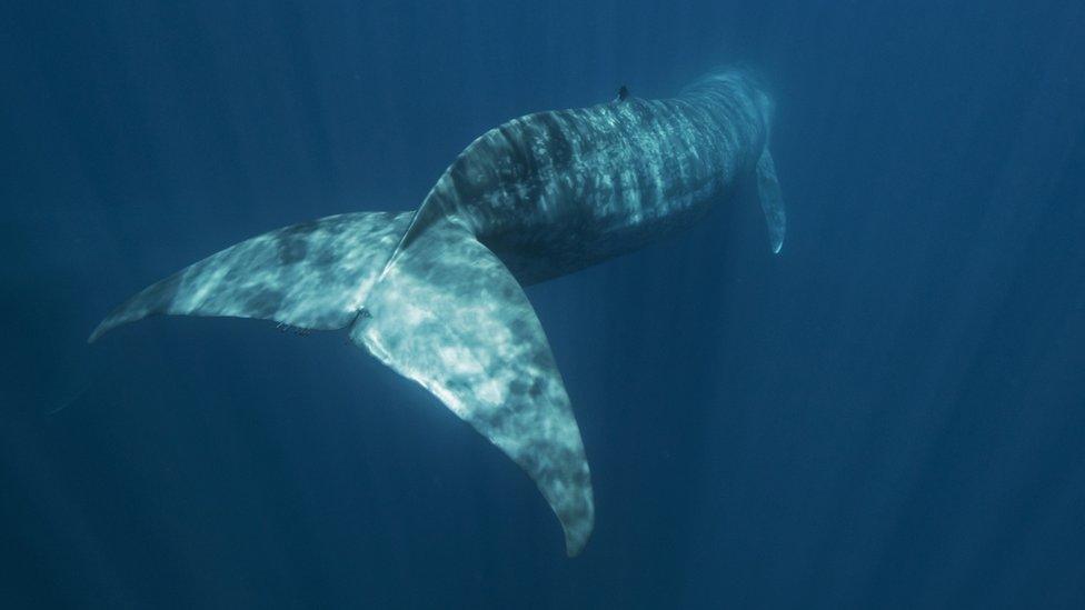 Blue whale in the ocean