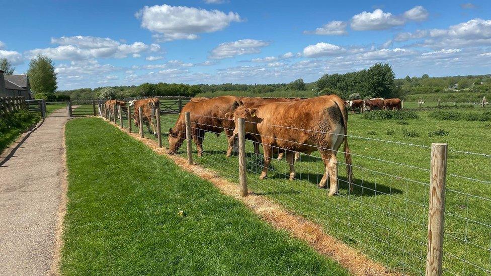 A field of cows in the Ouse Valley Park, Milton Keynes