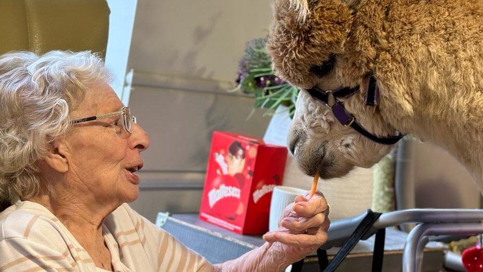 A resident feeding the alpaca a carrot