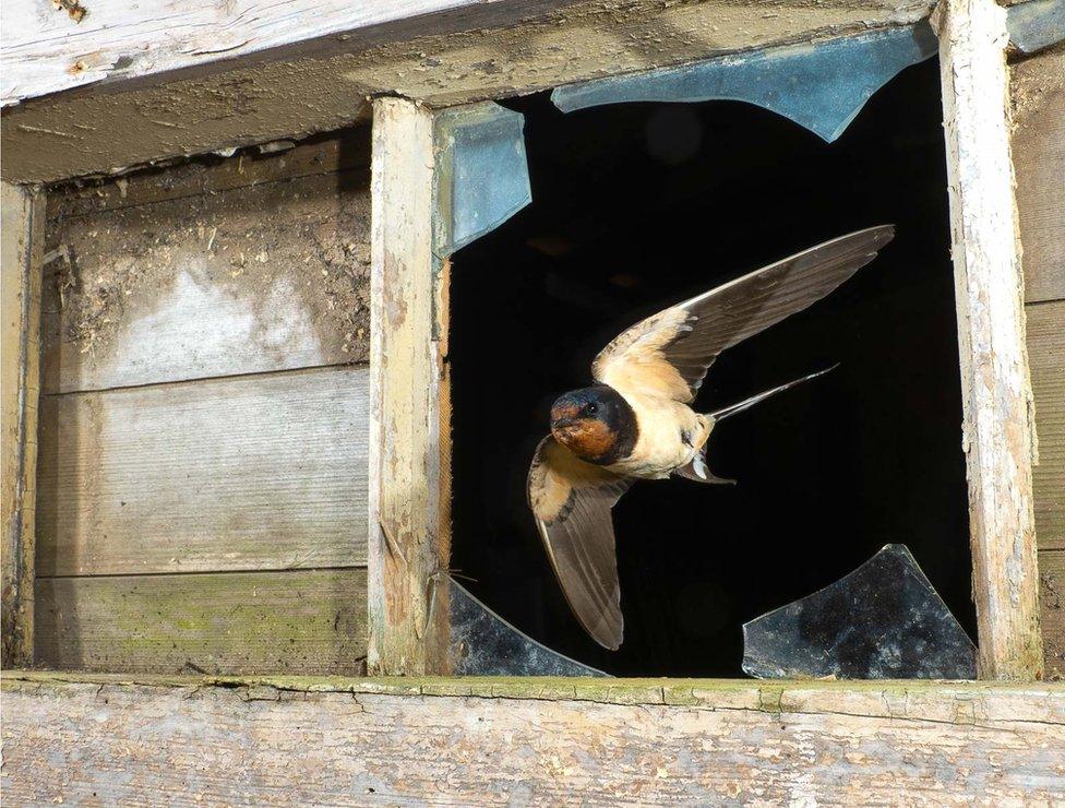 A swallow flies through a broken window