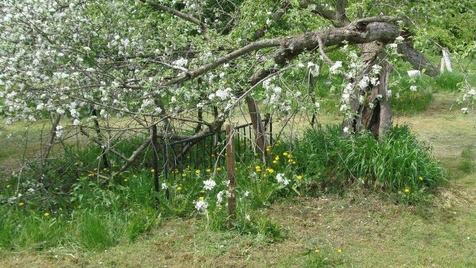 Flowering tree on Skof's farm