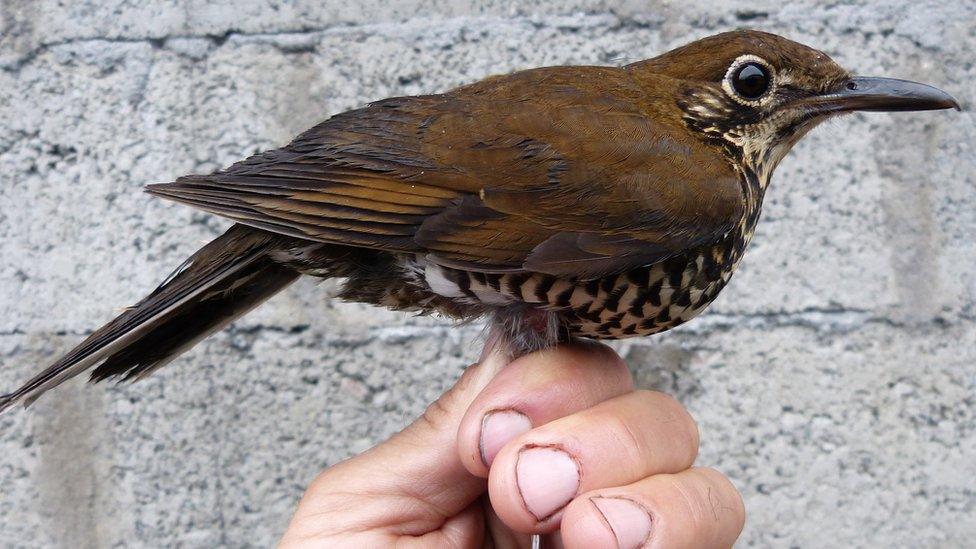 Himalayan forest thrush