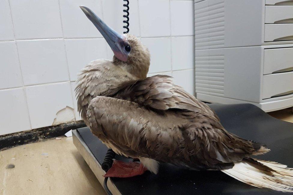 Red Footed Booby