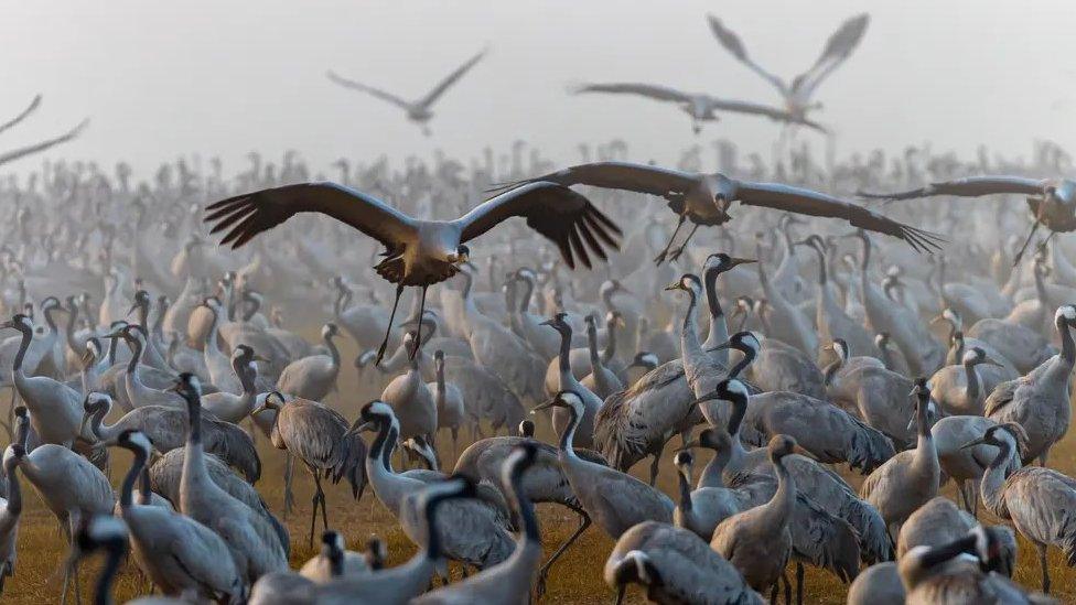 Migratory birds fly over the Agamon Hula