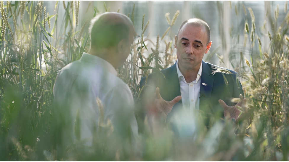 Crops in glasshouse