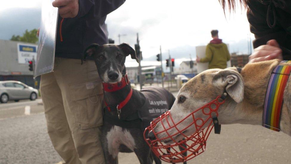 Greyhounds with campaigners