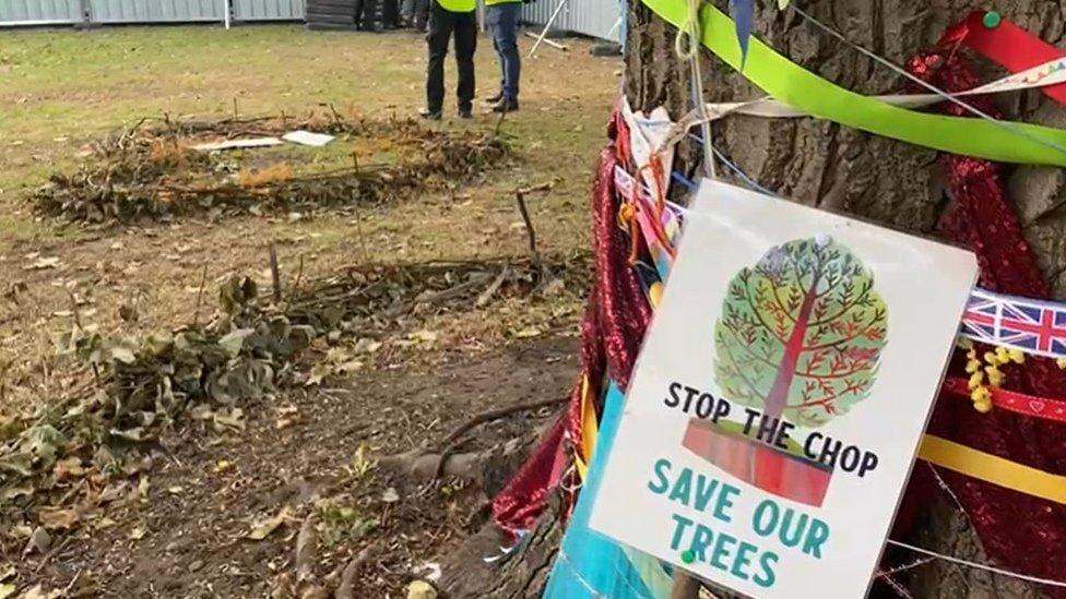 One of the trees set to be felled