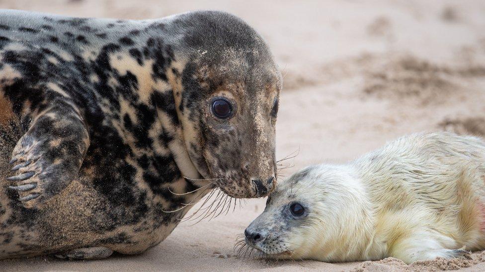 Grey seal with newborn pup in Horsey, Norfolk