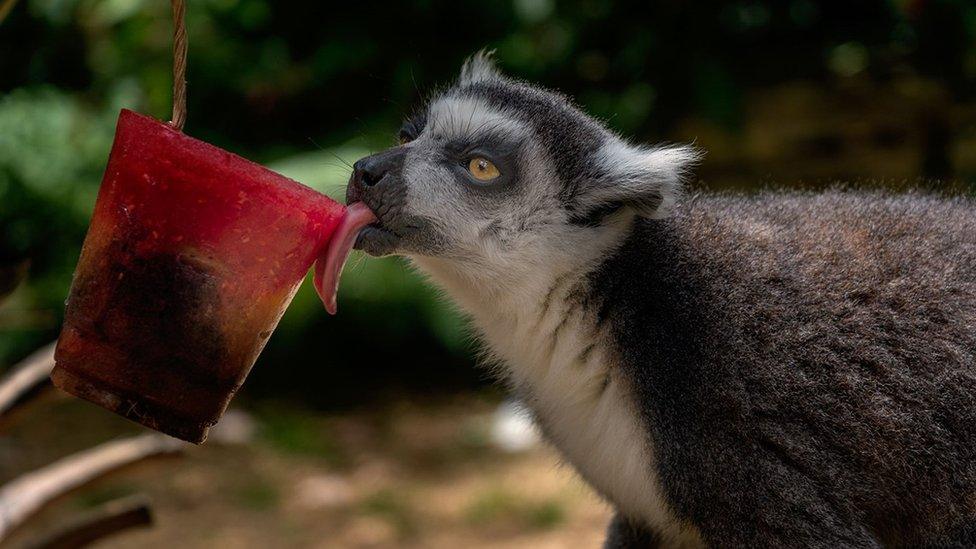 Ring-tailed lemur enjoys an ice lolly at Cotswold Wildlife Park