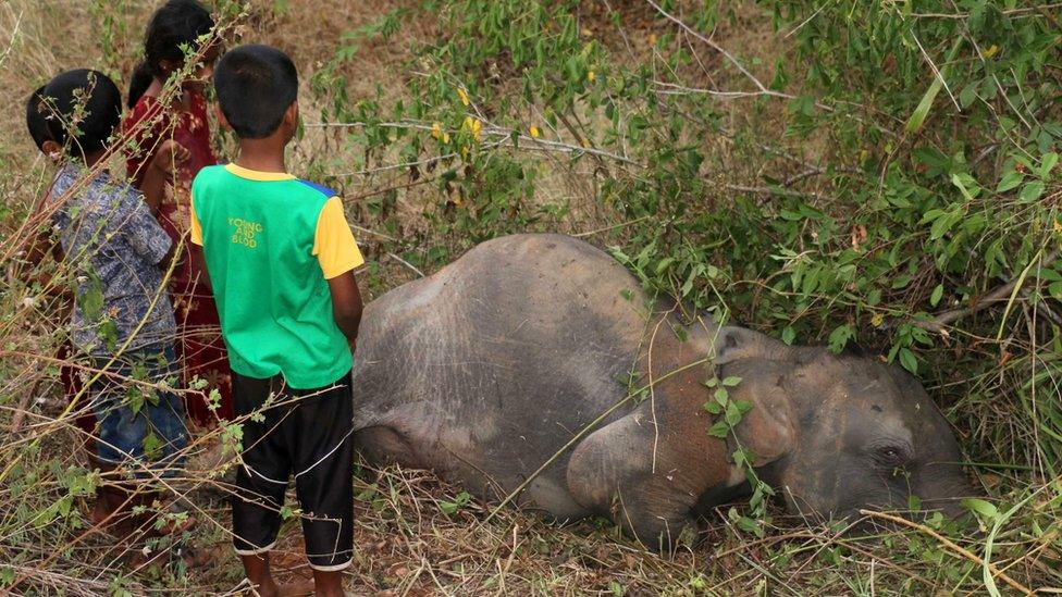 Sri Lankan children look at the body of an elephant at Cheddikulam, some 260 kilometres (162 miles) north of Colombo on August 17, 2016, after it was hit by a train