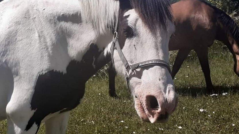 Murphy in a field with another horse