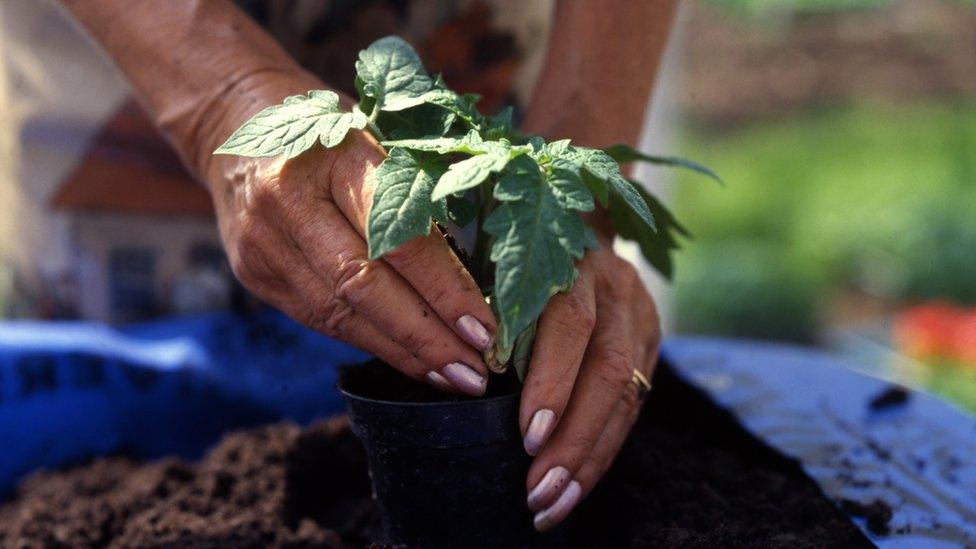 A woman potting a tomato plant