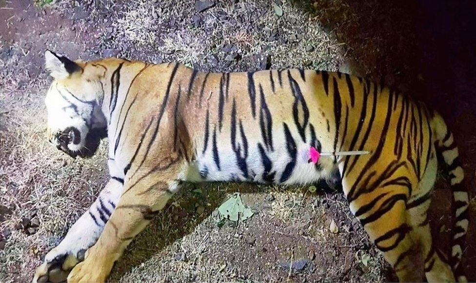 This handout photo released by the Maharashtra Forest Department on November 3, 2018 shows the dead body of the tiger known to hunters as T1 after being shot in the forests of India"s Maharashtra state near Yavatmal