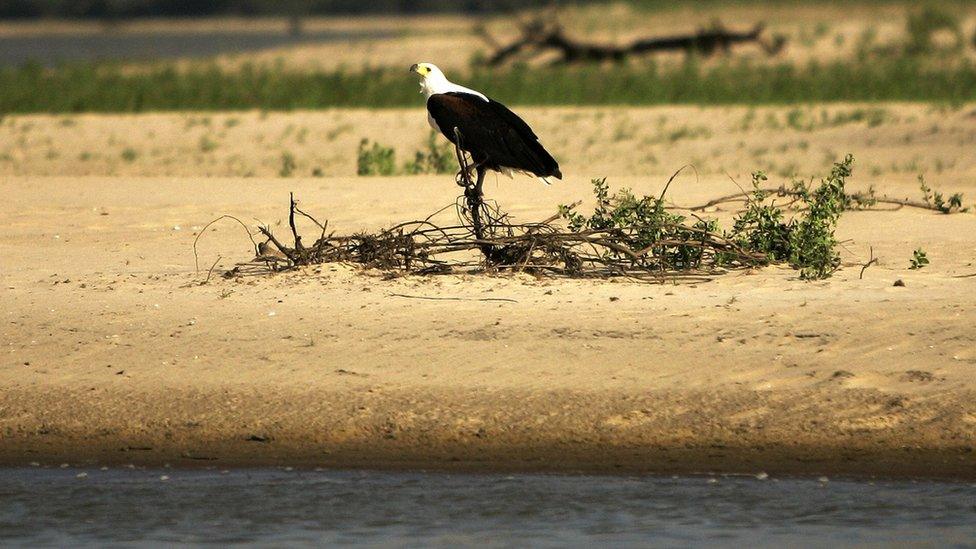 African fish eagle in Selous Game Reserve