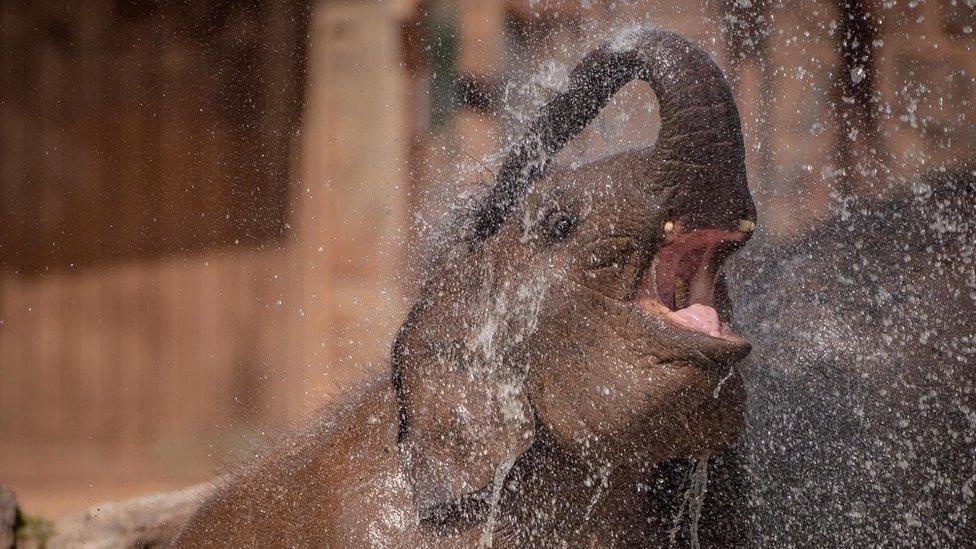 elephant plays with water